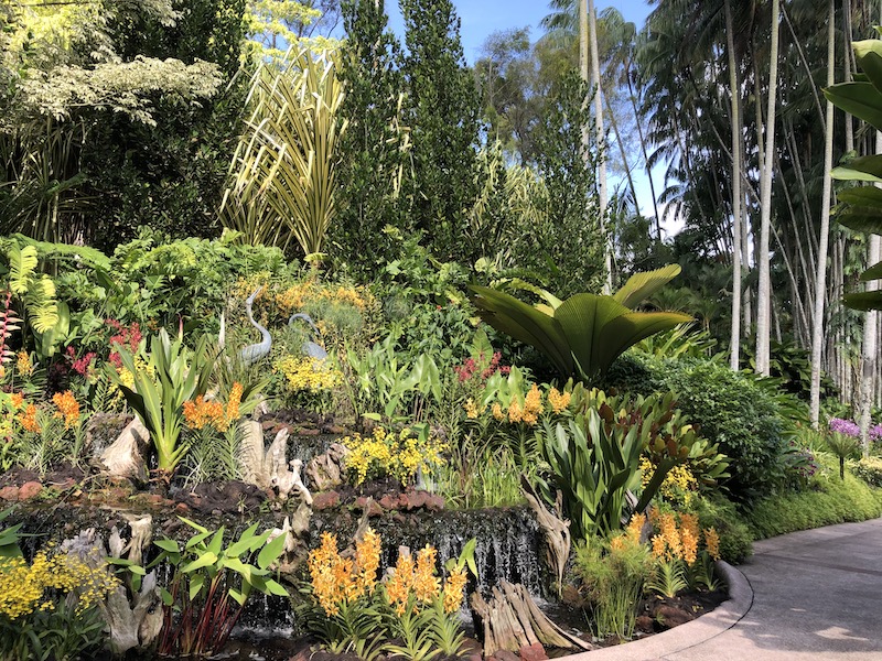 Orquídeas Jardín Botánico Singapur