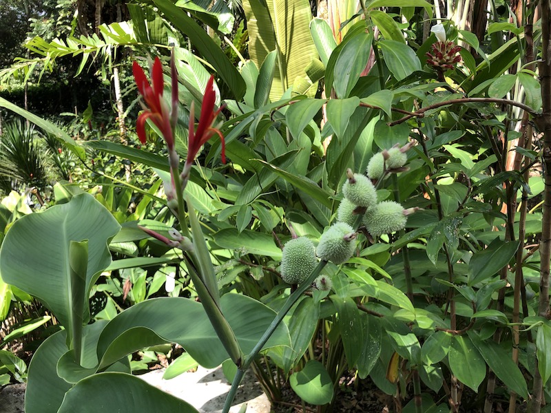 Rarezas Jardín botánico Singapur